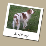Brittany Dog Breed