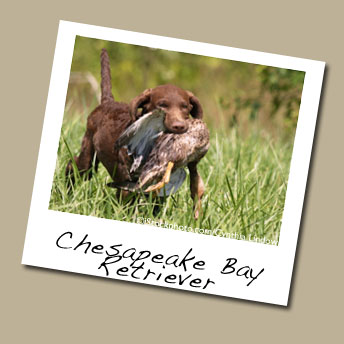 Chesapeake Bay Retriever Dog Breed