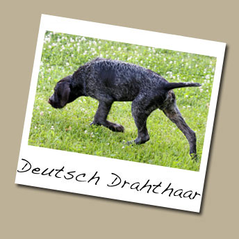 Deutsch Drahthaar Dog Breed