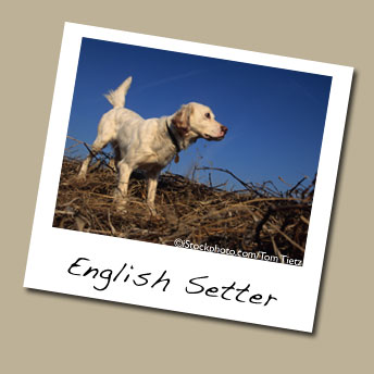 English Setter Dog Breed