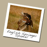English Springer Spaniel Dog Breed
