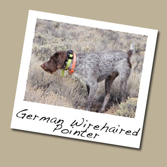German Wirehaired Pointer Dog Breed