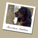 Gordon Setter Dog Breed